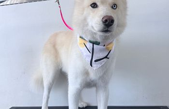 Book Full Groom + De-Shed Large Dogs 41—75 lbs