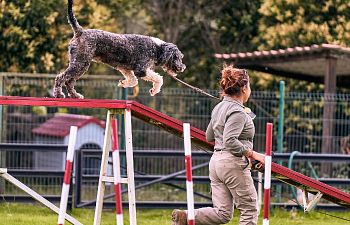 Book AT302 Agility Run Through Practice