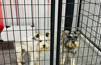 Book Raceway Retreat - Indoor (2 Dogs)- 5x5