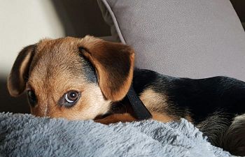 Book CT203 Shy & Sensitive Small Dog