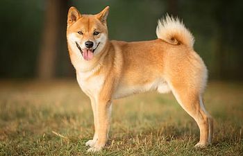 Book DE-SHED MEDIUM COAT: De-shed, Bath, Nails & Tidy (Double Coats) - 2 - *MEDIUM DOG* (15_to_34lbs) - $65+ (DESHED AND TRIM INCLUDE, FULL HAIRCUT NOT INCLUDED)