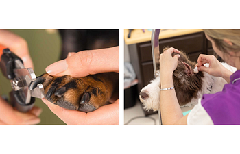 Book Nail Trim and Ear Cleaning