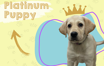 Book Platinum Puppy