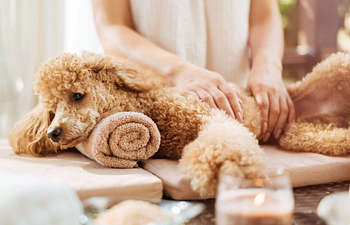 Book Canine Massage