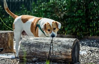 Book K9 Nose Work® Nomadic Noses