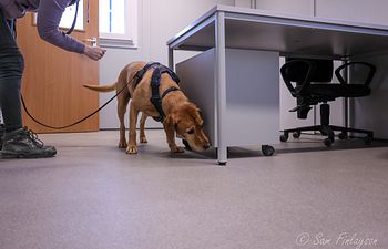 Book Scentwork Skills - Indication Foundation Workshop