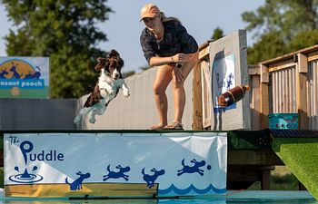 Book Dock Diving Lesson 1 Dog