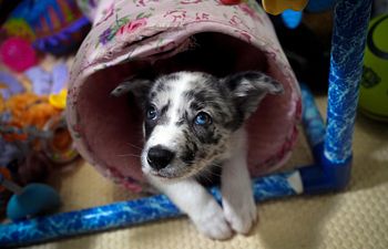 Book Puppy Training Package (Session 1)