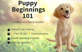 Book Puppy Beginnings 101 (8-20 weeks)