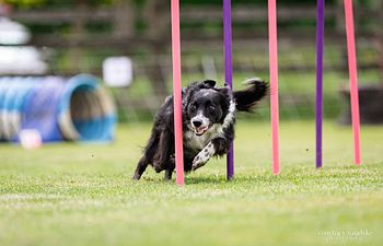 Book Agility Course Test - 3 runs