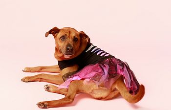 Book Tricks For Treats Workshop and Costume Contest!