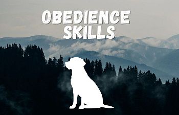 Book Obedience Skills