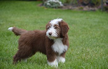 Book Buddy Up Session -  Juniors  - 16 weeks to 6mth old puppies. 