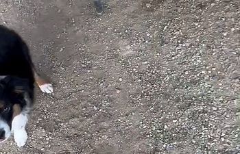 Book Rattlesnake Avoidance Training