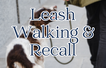 Book Leash Walking and Recall