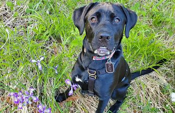Book Adolescent dogs, ages 6-18 mos. - concepts and skills