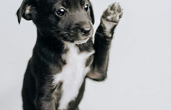 Book Puppy Preparedness Virtual Group 