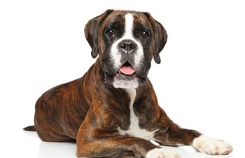 Book AKC Star Puppy