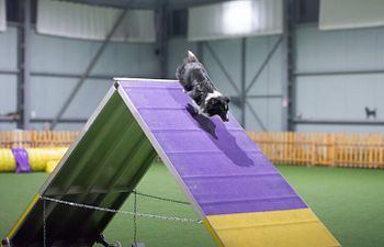 Book Agility | Level 2 | Beginner | Climb and Go 