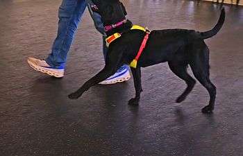 Book Loose Leash Walking Essentials