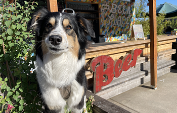 Book Drink With Your Dog®