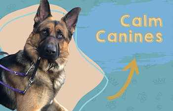 Book Calm Canines