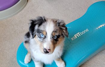 Book Canine Fitness and Conditioning Class (5 week)
