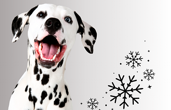 Book Souly Pathway - Private Session - Souly Snowflakes - Deaf Dogs