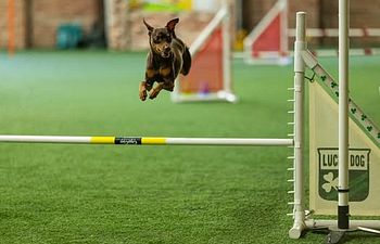 Book Agility 3 Wed 7/2 @ 5:15pm with Donna 