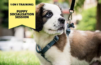 Book Puppy Confidence Session (1-on-1 in town)