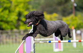 Book Agility Course Test - 2 runs