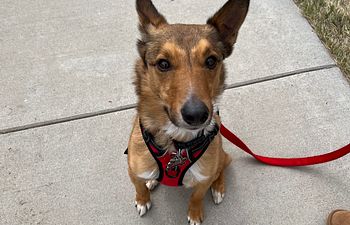 Book Loose Leash Walking