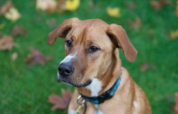 Book Tellington TTouch® Workshop - Audit Working Slot (no dog)