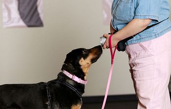 Book Scent Training Level 1