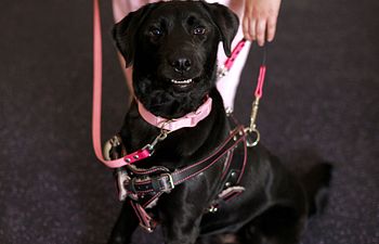 Book Service Dog Drop In Lesson