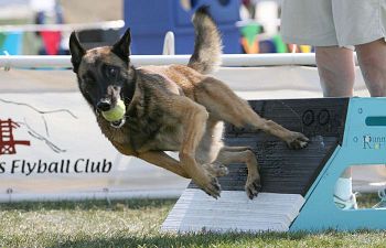Book AZ101 Flyball Club (1 Session)
