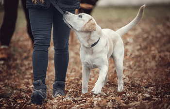 Book Obedience Level 2 