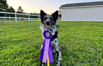 Book AKC Trick Dog Testing