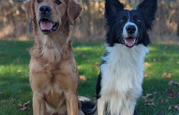 Book Double Dog Class