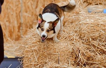 Book Barn Hunt Improving Indications Class