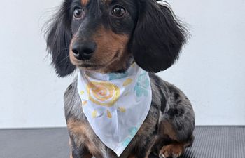 Book Puppy First Groom — Starting at $45