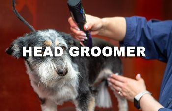 Book GROOMING: Shave & A Haircut - Head Groomer (Medium to Long Coats) - 3 - *LARGE DOG* (35_to_49bs) - $95+ (SHAVE INCLUDED)