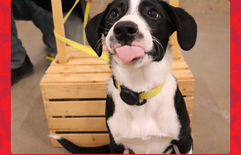 Book Dogs with BIG Feelings