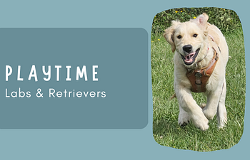 Book Social Session - Labs & Retrievers