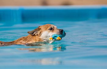 Book 30min – Self-Service Pool Session (1–2 Dogs)
