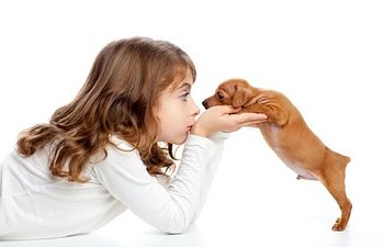 Book Puppy Consultation On-Site