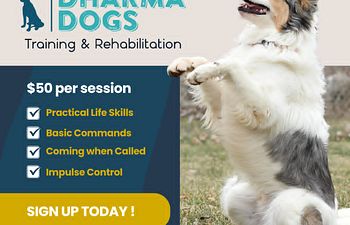 Book Real World Ready | Handling & Vet Prep