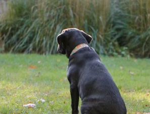 Book Professional Case Support