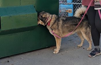 Book Training - GROUP CLASS - Sniff Happens - Drop-In (ADVANCED)