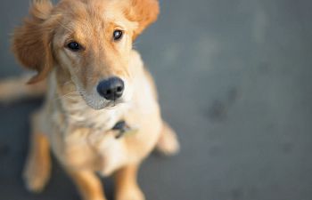 Book Obedience Foundations: Ages 7m and older